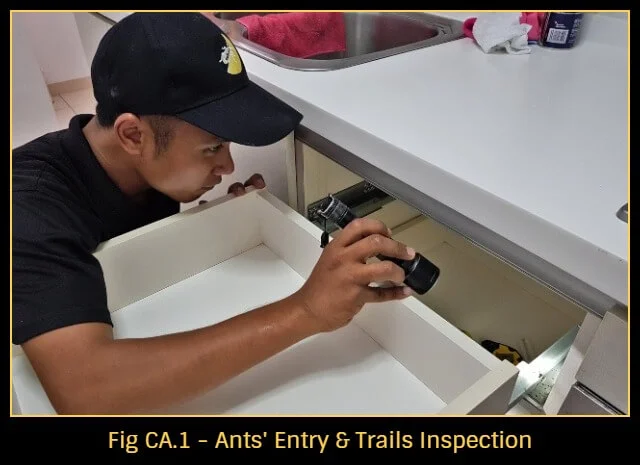 Ants-in-house