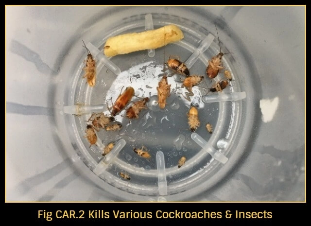 Car-fumigation-singapore