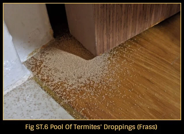 Drywood-termites
