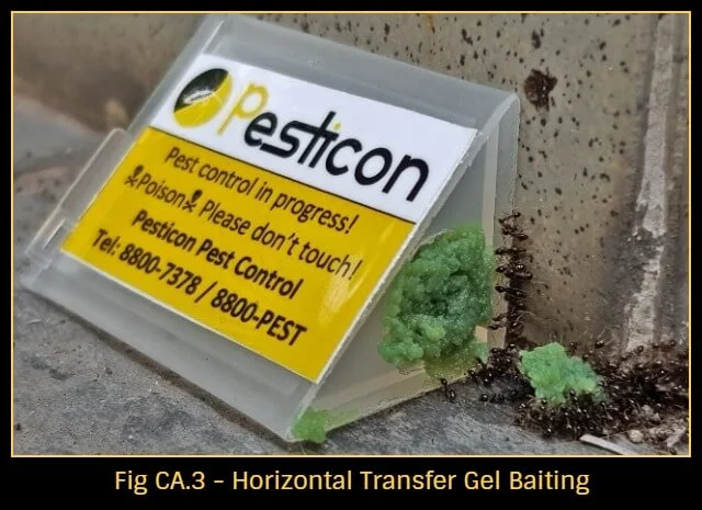 Get-rid-of-ants
