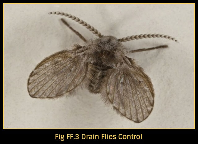 How-to-get-rid-of-drain-flies