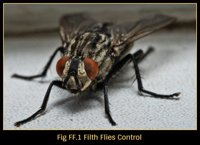 How-to-get-rid-of-house-flies-using-fly-catcher