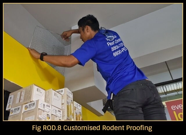 Roof-rat