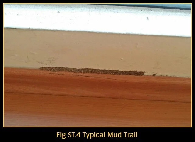 Termite-control