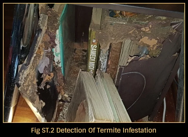 Termite-infestation