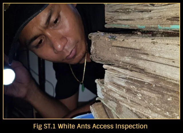 White-ants