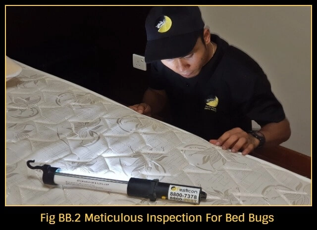 bed-bugs